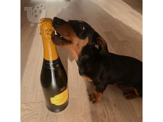 Χριστούγεννα Dachshund
